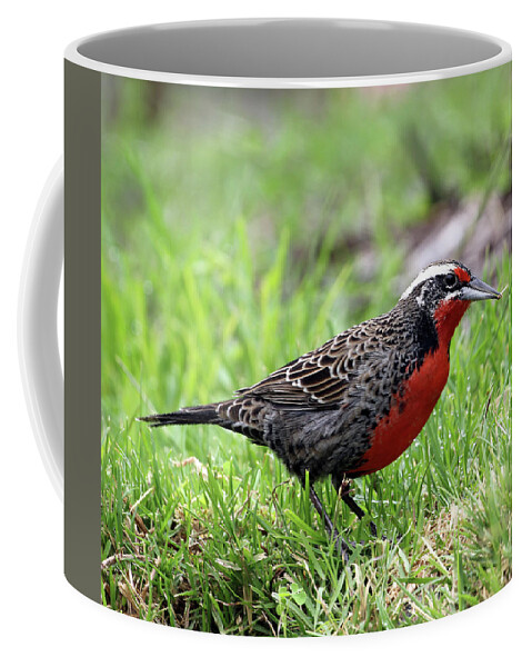 Long-tailed Meadowlark Coffee Mug featuring the photograph Sturnella Beauty by Jennifer Robin