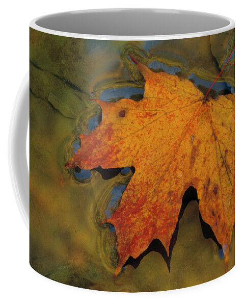 Acer Coffee Mug featuring the photograph Sugar Maple Leaf Acer Saccharum by Nhpa