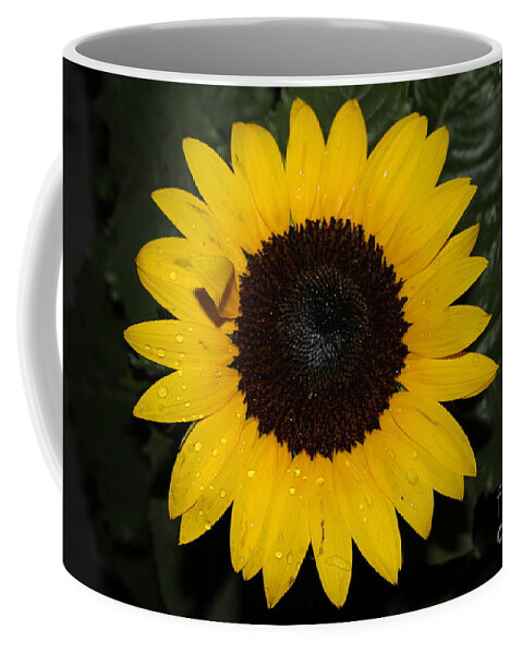Sunflower With Rain Dew Drops Ii Coffee Mug featuring the photograph Sun Flower With Rain Dew Drops II by Barbra Telfer