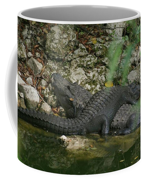 Florida Coffee Mug featuring the photograph Sunbathing Gators by Lindsey Floyd