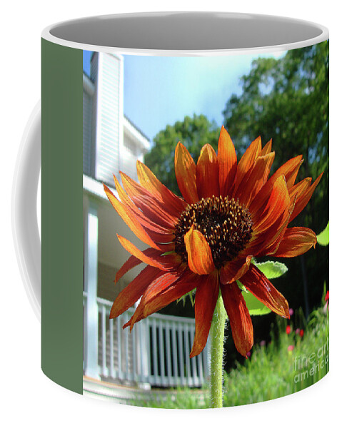 Sunflower Coffee Mug featuring the photograph Sunflower 39 by Amy E Fraser