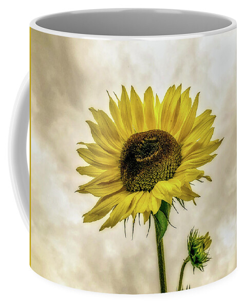 Sunflower Coffee Mug featuring the photograph Sunflower by Anamar Pictures