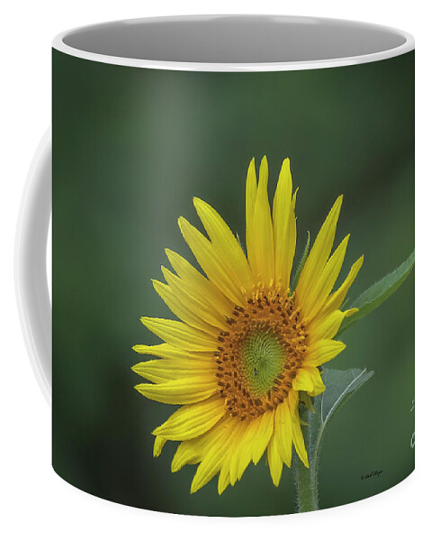 Sunflowers Coffee Mug featuring the photograph Sunflower Peaking and Visitor by DB Hayes