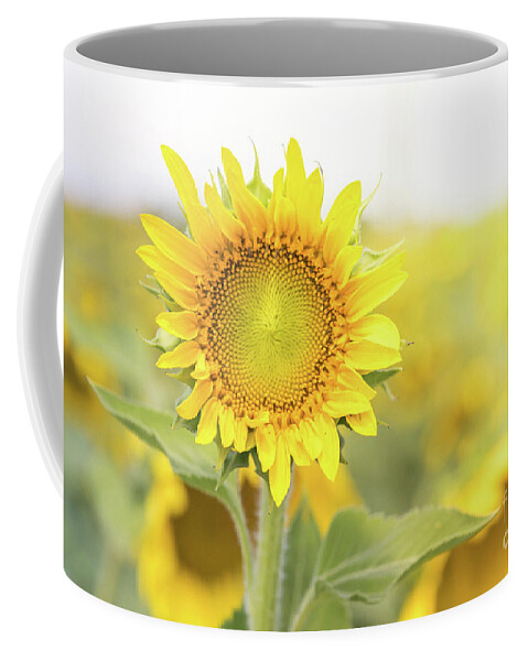 Sunflower Coffee Mug featuring the photograph Sunflowers by Cathy Donohoue
