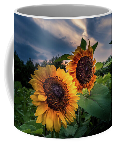 Sunflower Coffee Mug featuring the photograph Sunflowers in Evening by Allin Sorenson