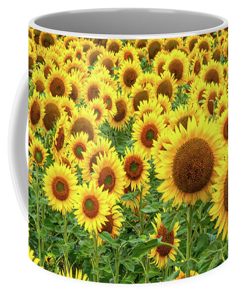 Flower Coffee Mug featuring the photograph Sunflowers of Summerside Three by Douglas Wielfaert