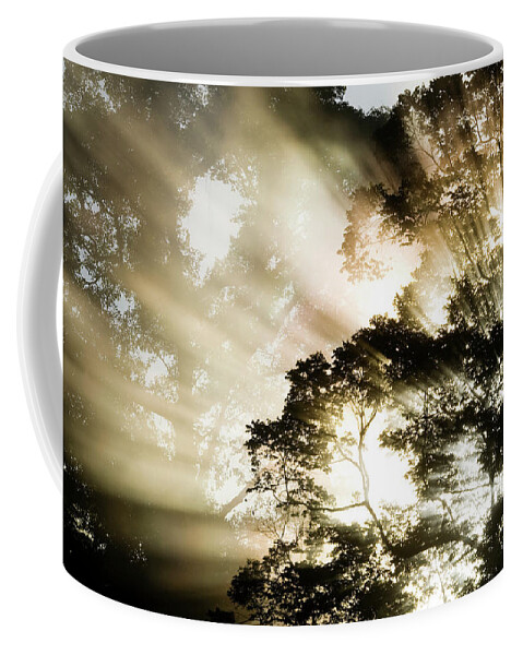Sebastian Kennerknecht Coffee Mug featuring the photograph Sunlight Through The Rainforest Canopy by Sebastian Kennerknecht