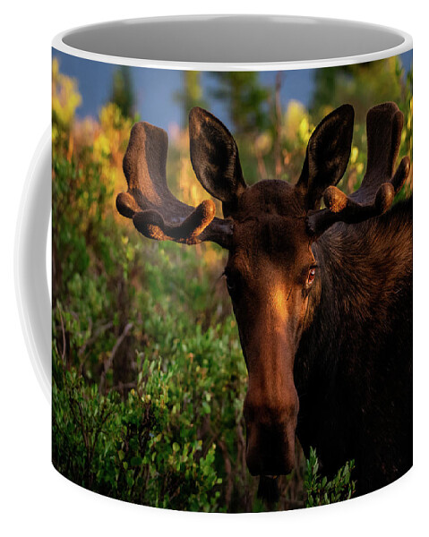 Moose Coffee Mug featuring the photograph Sunrise in the Eye of a Young Bull by Gary Kochel