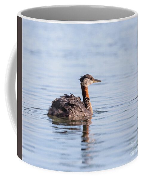Photography Coffee Mug featuring the photograph Sunset Grebes by Alma Danison