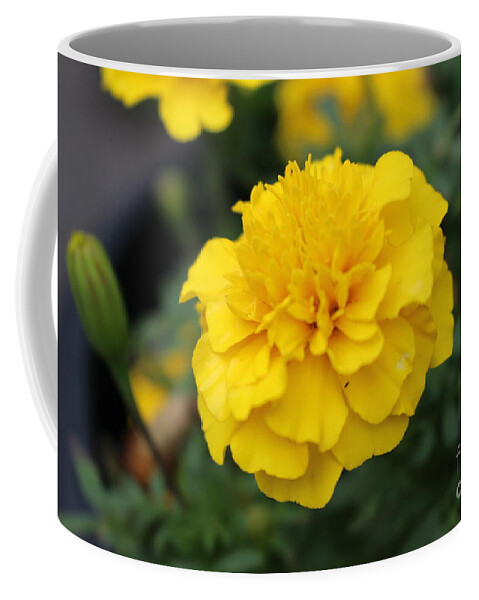 Sunshine Coffee Mug featuring the photograph Sunshine by Barbra Telfer
