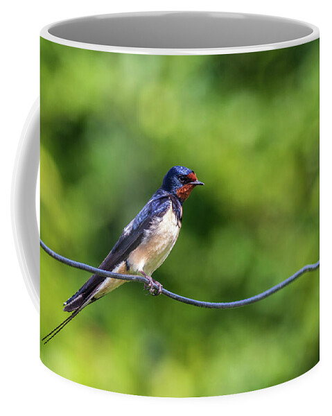 Animal Coffee Mug featuring the photograph Swallow Hirundo rustica by Chris Smith