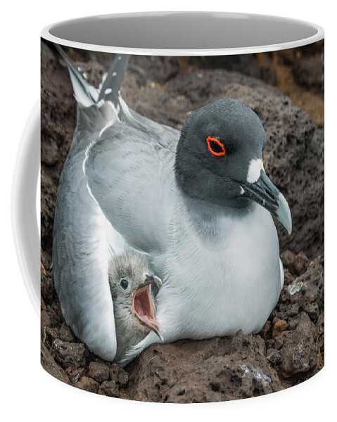Animal Coffee Mug featuring the photograph Swallow-tailed Gull Brooding Chick by Tui De Roy