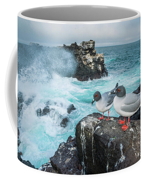 Animal Coffee Mug featuring the photograph Swallow-tailed Gulls On Plazas Island by Tui De Roy