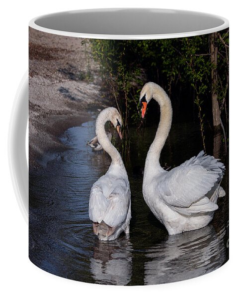 Photography Coffee Mug featuring the photograph Swan Courtship Dance by Alma Danison