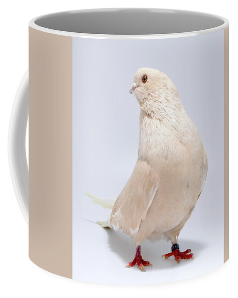 Pigeon Coffee Mug featuring the photograph Egyptian Swift Mishmishy by Nathan Abbott