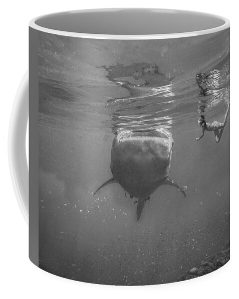 Disk1215 Coffee Mug featuring the photograph Swimming With Whale Shark by Tim Fitzharris