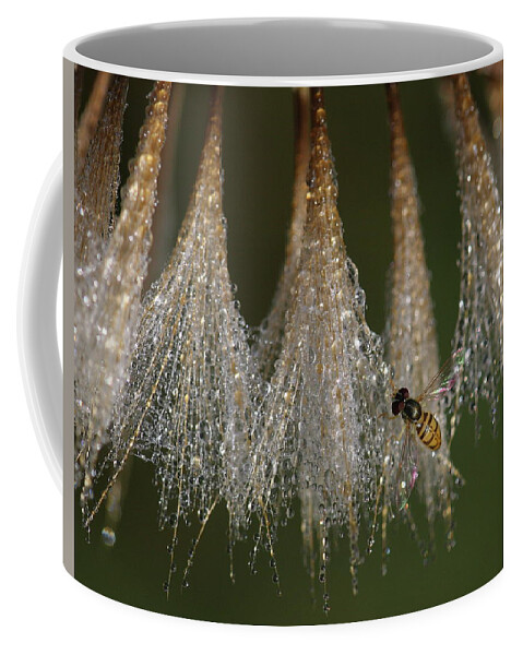 Syrphid Fly Coffee Mug featuring the photograph Syrphid Fly On A Dewy Morn by Daniel Reed