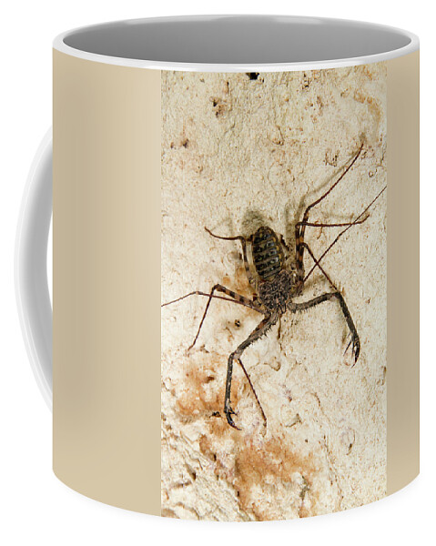 Africa Coffee Mug featuring the photograph Tailless Whip Scorpion by Ivan Kuzmin