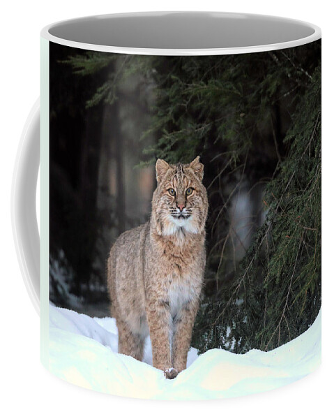 Bobcat Coffee Mug featuring the photograph The Bobcat Has a Mouse by Duane Cross