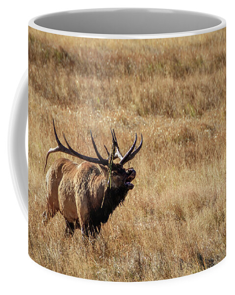 Aspens Coffee Mug featuring the photograph The Bugler by Johnny Boyd