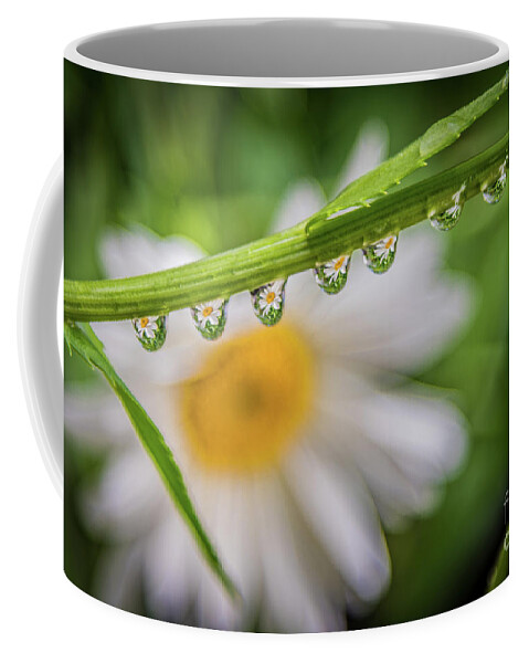 Daisy Chain Coffee Mug featuring the photograph The Daisy Chain by Melissa Lipton