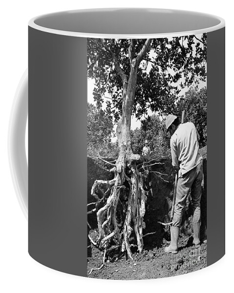 To Start In A New Location Coffee Mug featuring the photograph The Dig Replants A Tree by Venancio Diaz