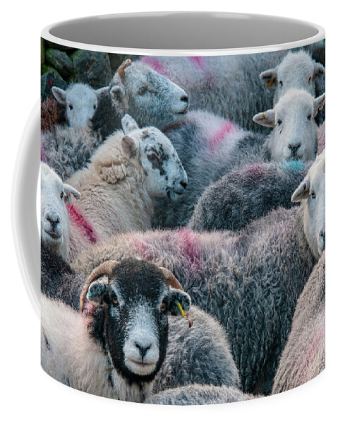 Herdwick Sheep Coffee Mug featuring the mixed media The Herdwicks by Smart Aviation