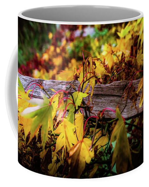 Tree Coffee Mug featuring the photograph The Joy of Acers by Christopher Maxum