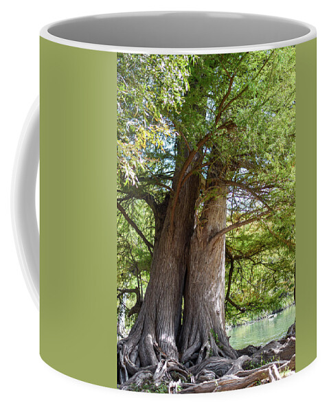 Photograph Coffee Mug featuring the photograph The Kissing Tree by Kelly Thackeray