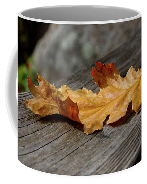 Fall Coffee Mug featuring the photograph The Last Leaf by Steph Gabler