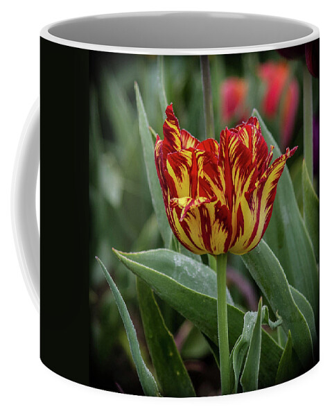 The Lonely Tulip Coffee Mug featuring the photograph The Lonely Tulip by Thom Zehrfeld