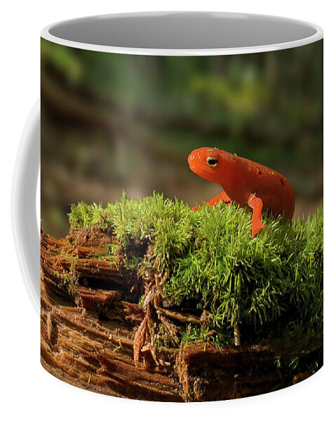 Red Eft Coffee Mug featuring the photograph The Moss Boss by Jerry LoFaro