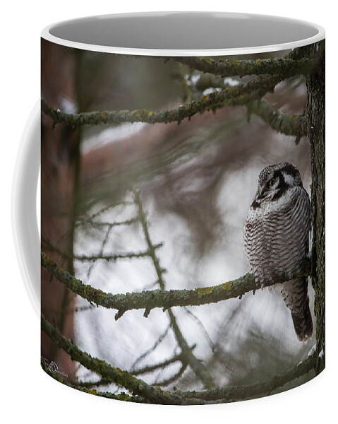 Northern Hawk Owl Coffee Mug featuring the photograph The Northern Hawk Owl perching on a pine branch in the wood by Torbjorn Swenelius