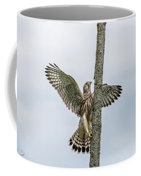 Kestrel Coffee Mug featuring the photograph The young Kestrel climb a wooden fence pole by Torbjorn Swenelius