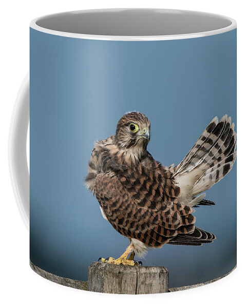 Kestrel Coffee Mug featuring the photograph The young Kestrel's tail in the air by Torbjorn Swenelius