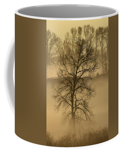 Trees Coffee Mug featuring the photograph This Old Tree by Jimmy Chuck Smith