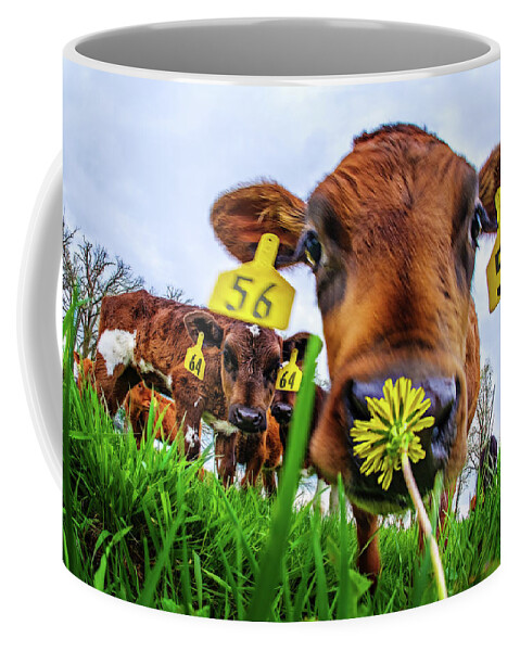 Calf Cow Flower Dandelion Green Grass Cattle Farming Farm Moo Cows Wi Wisconsin Hereford Coffee Mug featuring the photograph This Smells Delicious #1- Calf smelling Dandelion Flower in Spring pasture by Peter Herman