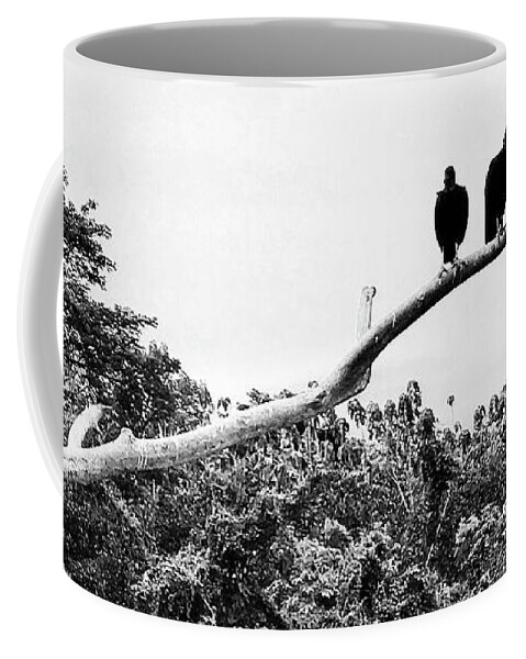 Birds Coffee Mug featuring the photograph Three Amigos by Looking Glass Images
