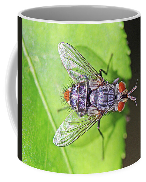 Insects;horizontal;macro;jenniferrobin.gallery Coffee Mug featuring the photograph Three Eyed Fly by Jennifer Robin