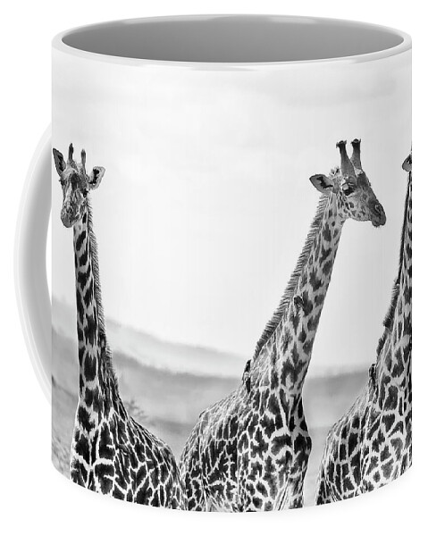 #faatoppicks Coffee Mug featuring the photograph Three Giraffes by Adam Romanowicz