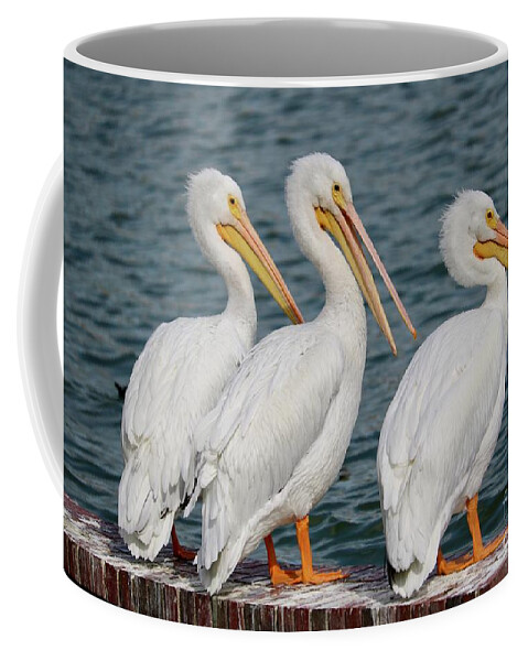 Three Coffee Mug featuring the photograph Three White Pelicans by Carol Groenen