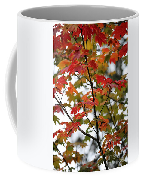 Maple Leaves Coffee Mug featuring the photograph Through Autumn Maple Leaves by Carol Groenen