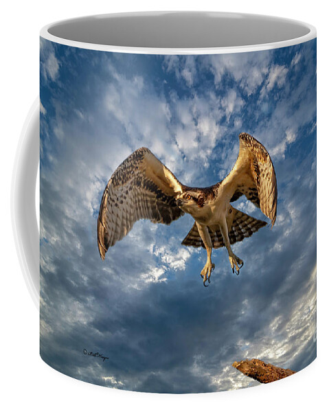 Ospreys Coffee Mug featuring the photograph Time To Fly TWO by DB Hayes