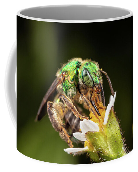 Bee Bees Green Sweatbee Sweat Apiary Insect Macro Close-up Closeup Close Up Flower Nature Brian Hale Brianhalephoto Coffee Mug featuring the photograph Tiny Sweat Bee by Brian Hale