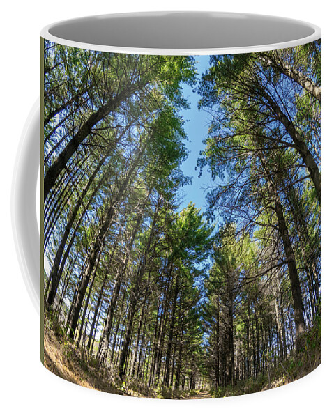 Trees Coffee Mug featuring the photograph To The Sky by Phil S Addis