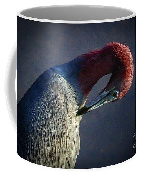 Heron Coffee Mug featuring the photograph Tricolor Preening by Tom Claud