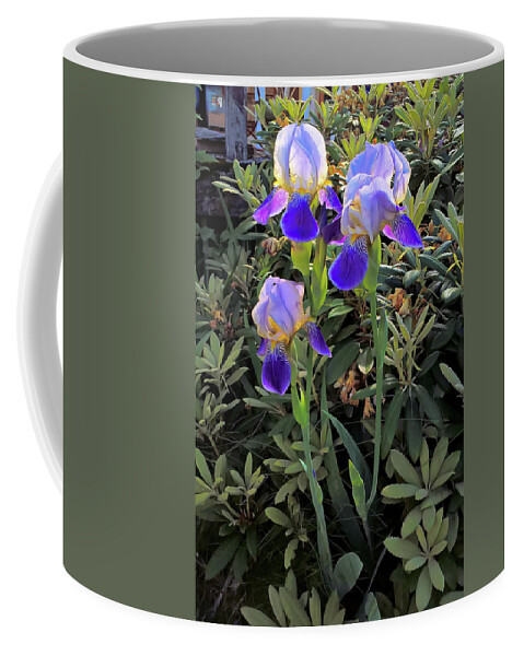 Iris Coffee Mug featuring the photograph Triple Iris by Robert Bissett