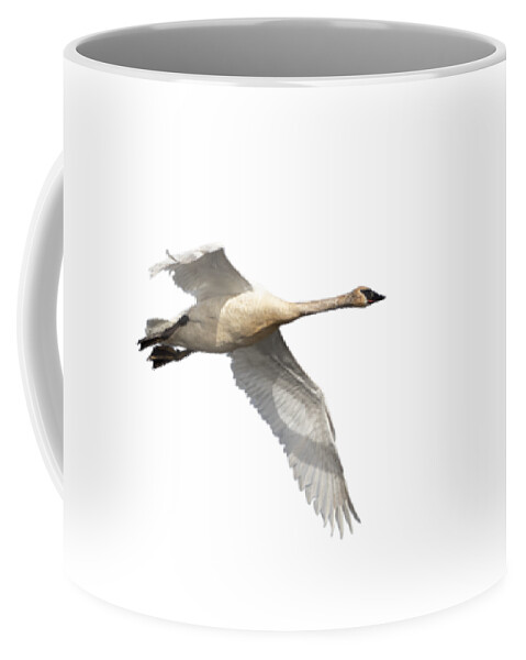 Trumpeter Swan Coffee Mug featuring the photograph Trumpeter Swan Isolated 2018-1 by Thomas Young