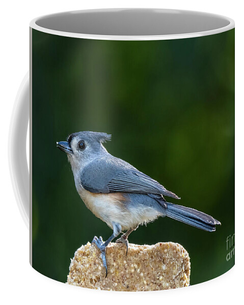 Birds Coffee Mug featuring the photograph Tufted Titmouse by DB Hayes