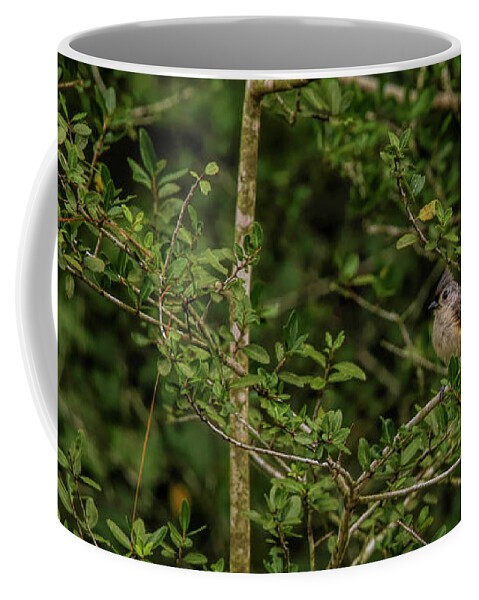 Tufted Coffee Mug featuring the photograph Tufted Titmouse by Judy Vincent